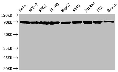 CSB-RA010802A0HU-WB