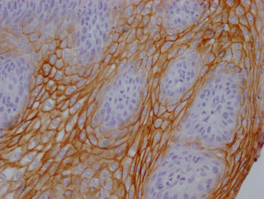 CSB-MA995583-IHC-1