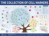 Cell Markers Signaling Pathway
