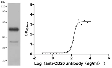 CSB-MP661636DO Validated Data