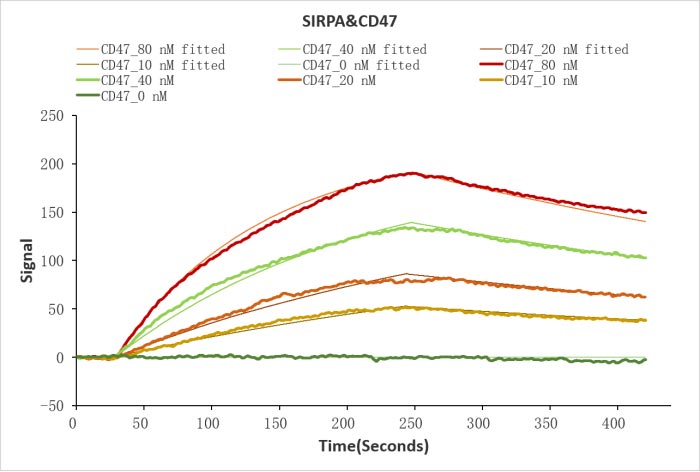 CSB-MMP004940HU AC2