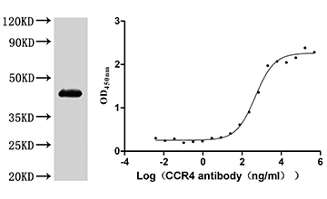 CSB-MP004843HU Validated Data