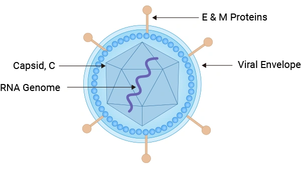 Dengue Virus Structure